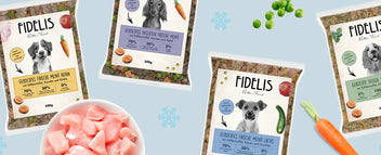 Fidelis – Sanadog